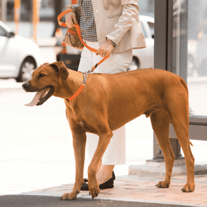 Rogz Utility Control Collar